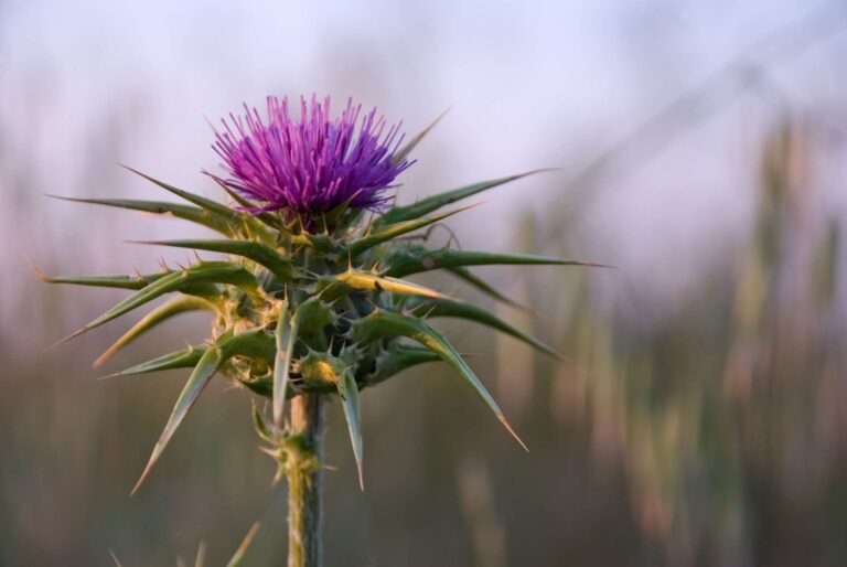 Benefits Of Milk Thistle